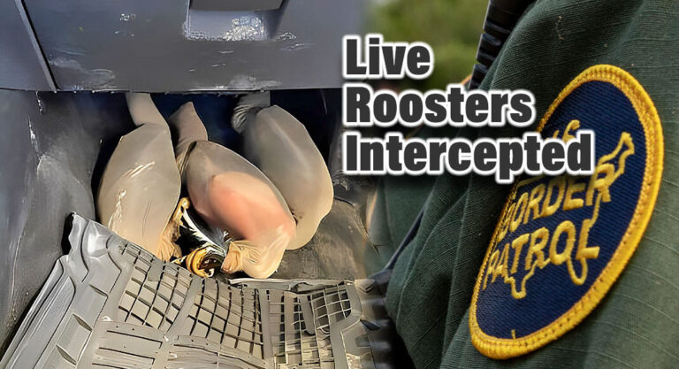CBP Officers, Ag Specialists Intercept 10 Live Roosters at Laredo Port Of Entry 