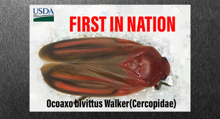 CBP Ag Specialists Intercept 1st In Nation Pest At Laredo Port Of Entry