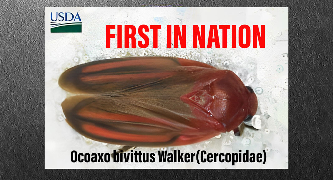 CBP agriculture specialists at Laredo Port of Entry intercepted Ocoaxo bivittus Walker (Cercopidae sp.), a first in nation pest discovery. USCBP Image