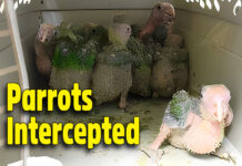 Ten Baby Parrots Intercepted at Hidalgo International BridgeÂ