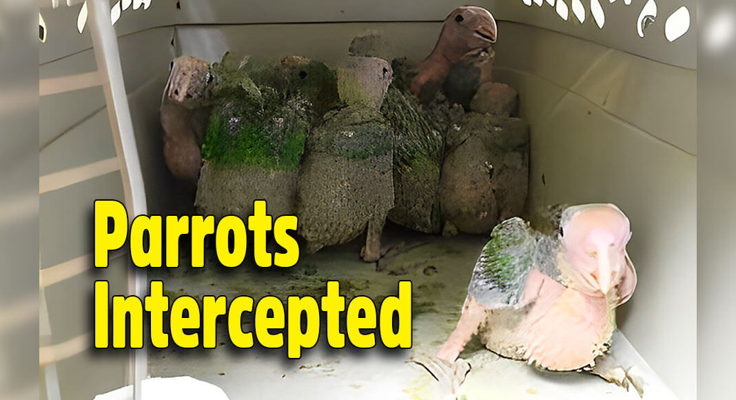 Carrier containing 10 live yellow-headed baby parrots (Amazona oratrix) intercepted by CBP officers and agriculture specialists at Hidalgo International Bridge. USCBP Image