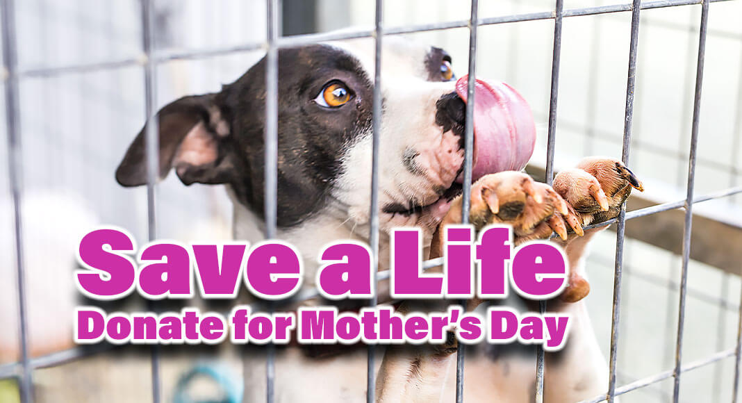 From now until Sunday, May 7th, when you donate on her behalf through the link below, a personalized Mother's Day card will be mailed to your mother, thanking her for the lifesaving gift that was made in her honor. Image for illustration purposes
