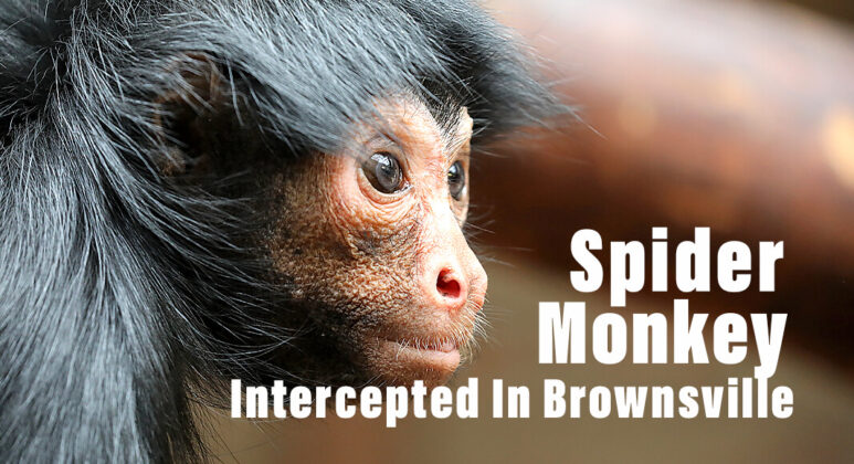 Spider Monkey Intercepted by BP at Gateway International Bridge - Texas