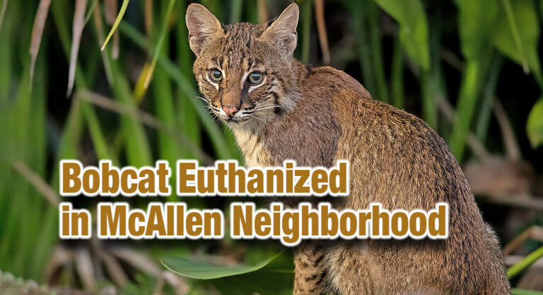 Bobcat Euthanized in McAllen Neighborhood 