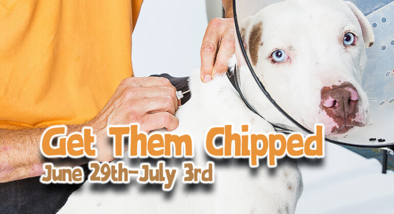 El Paso Increases FREE Microchipping Efforts Ahead of 4th of July
