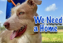 Brownsville Animal Regulation Care Needs Your Help