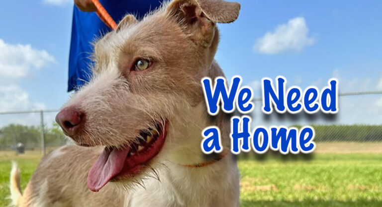 Brownsville Animal Regulation Care Needs Your Help