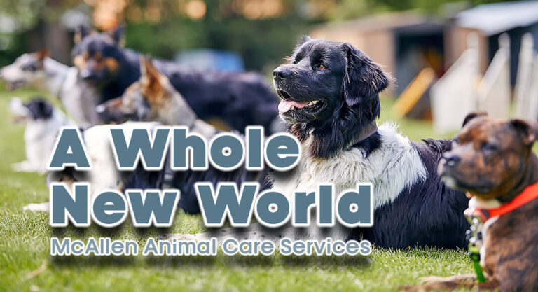 City of McAllen Changes Approach to Animal Services