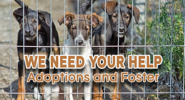 We Are in Urgent Need of Adopters & Fosters