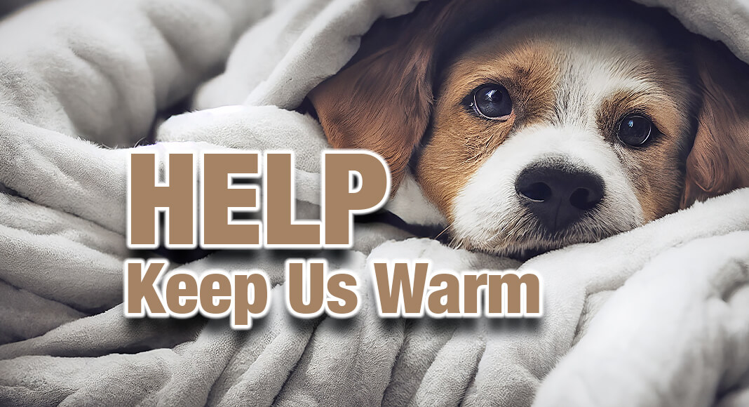 With a cold front swiftly approaching South Texas, Palm Valley Animal Society is turning to the community for help in ensuring the safety and well-being of the approximately 540 dogs housed at our PVAS Trenton Center, most of whom reside in outdoor kennels. Image for illustration purposes