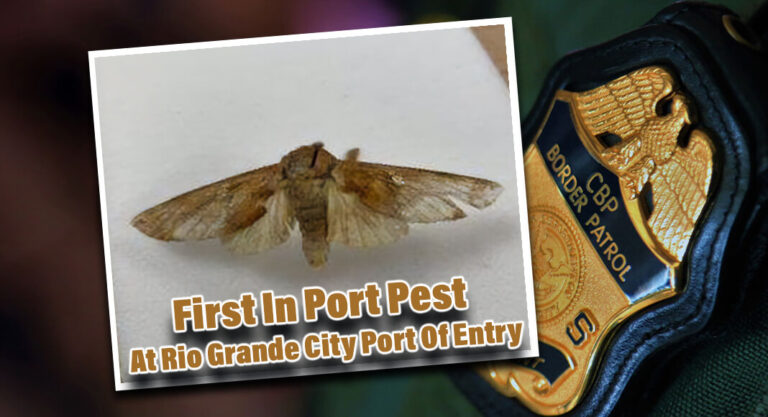 CBP Intercept First In Port Pest At Rio Grande City Port Of Entry