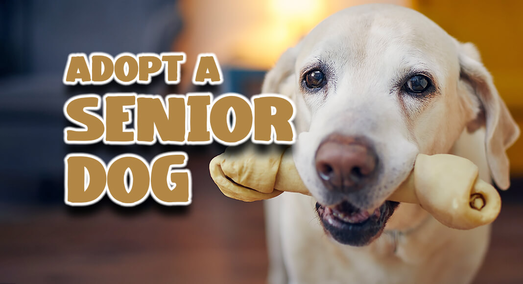  Palm Valley Animal Society is excited to highlight the significance of Adopt a Senior Dog Month throughout November. Image for illustration purposes