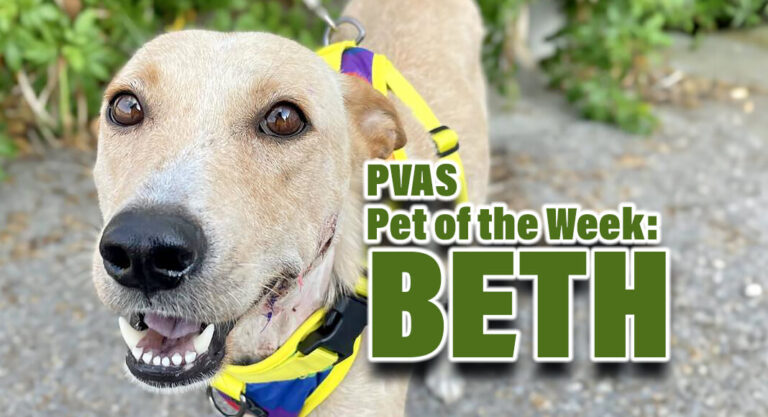 Palm Valley Animal Society Pet of the Week: Beth