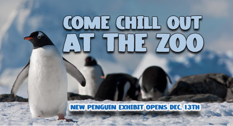 El Paso Zoo & Botanical Gardens New Penguin Exhibit Opens Dec. 13th