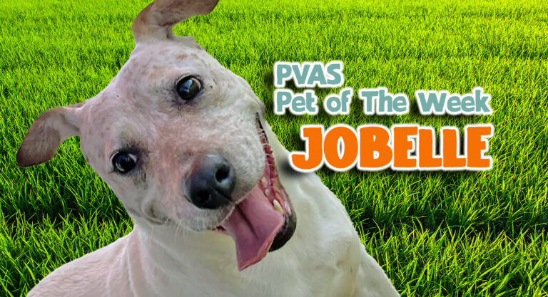 Palm Valley Animal Society Pet of the Week: Jobelle 