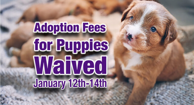 Palm Valley Animal Society Waives Adoption Fees for Puppies, Jan. 12th-14th 