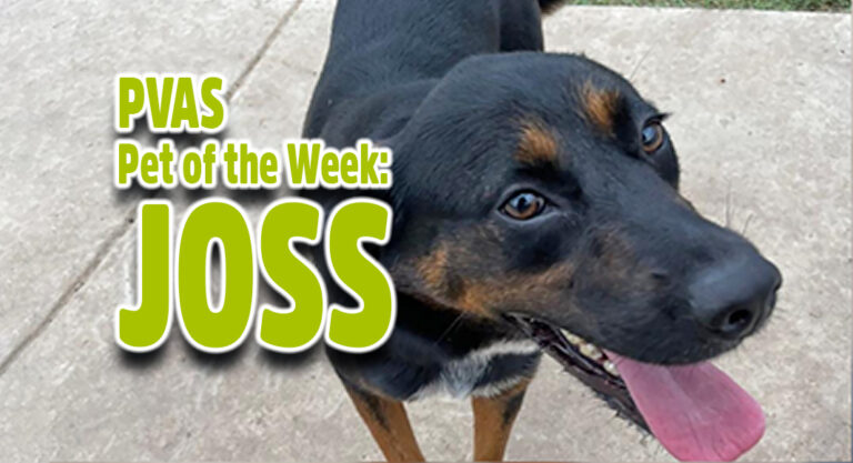 Palm Valley Animal Society Pet of the Week, Joss