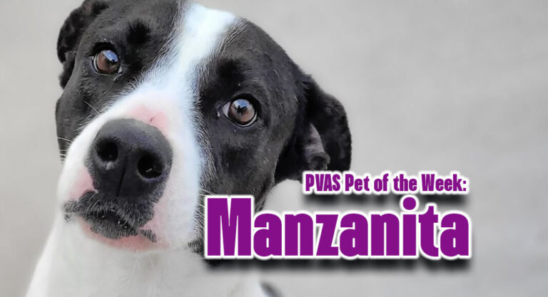 Palm Valley Animal Society Pet of the Week: Manzanita