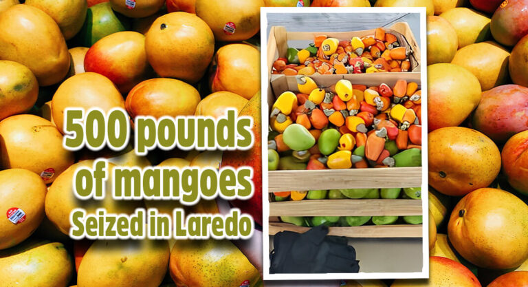 CBP Uncovers Almost 500 Pounds of Mangoes in Vehicle at Juarez-Lincoln Bridge 