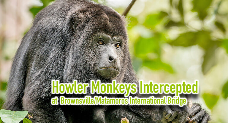 CBP Agriculture Specialists Intercept Howler Monkeys at Brownsville/Matamoros International Bridge