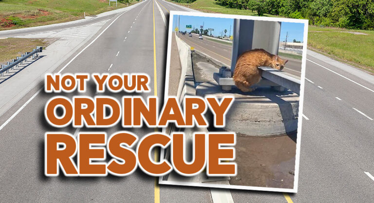TxDOT Workers Rescue Cat from Expressway in Brownsville