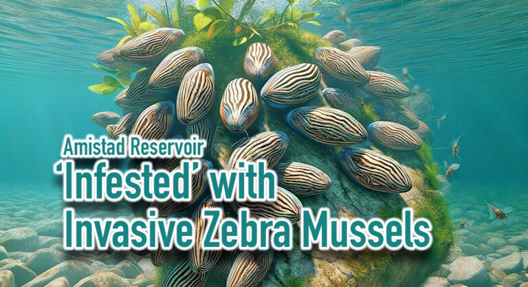 Amistad Reservoir ‘Infested’ with Invasive Zebra Mussels