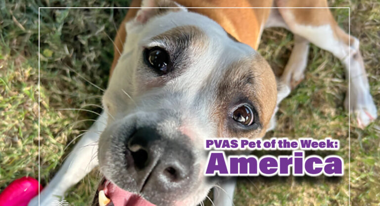 Palm Valley Animal Society Pet of the Week: America