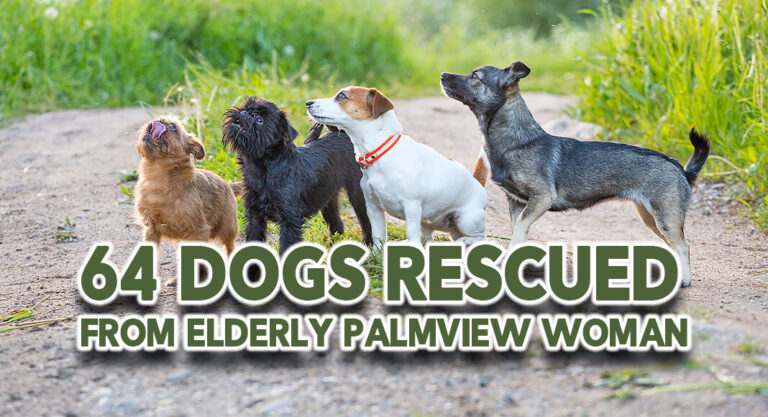 Hidalgo County Animal Control Rescues 64 Dogs from Elderly Palmview Woman