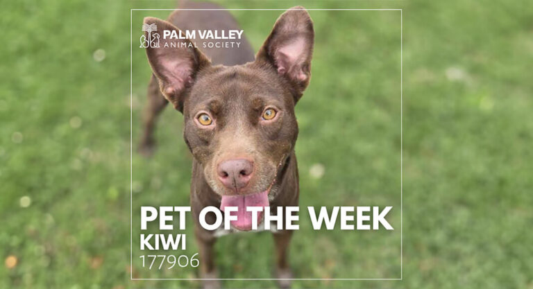 Palm Valley Animal Society Pet of the Week: Kiwi