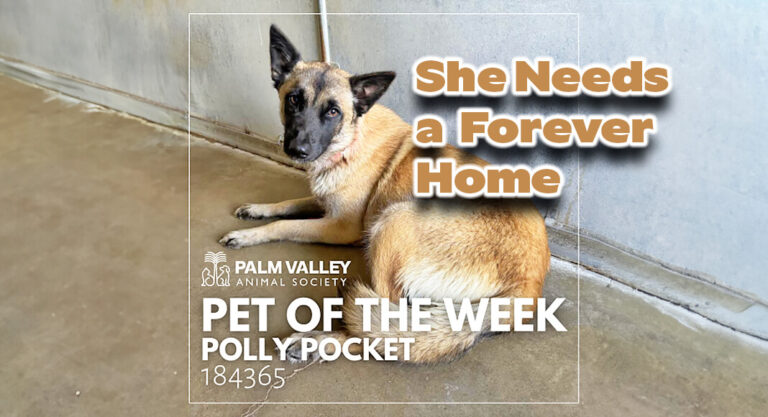 Palm Valley Animal Society Pet of the Week: Polly Pocket