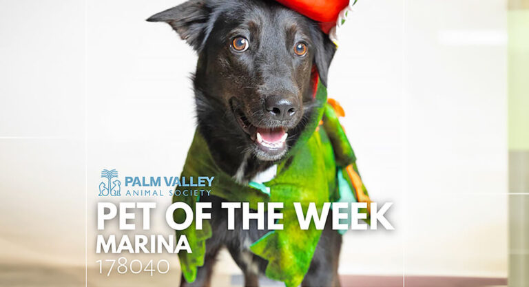 Palm Valley Animal Society Pet of the Week: Marina