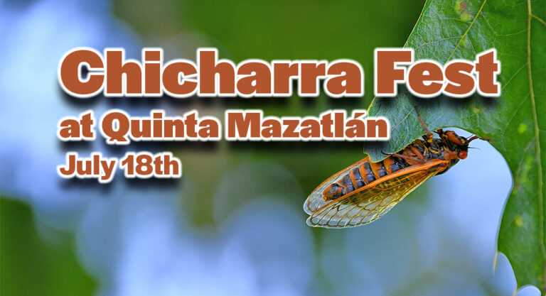 Chicharra Fest at Quinta Mazatlán, July 18th