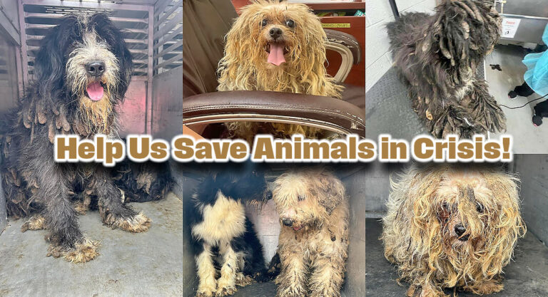 Help Us Save Animals in Crisis!
