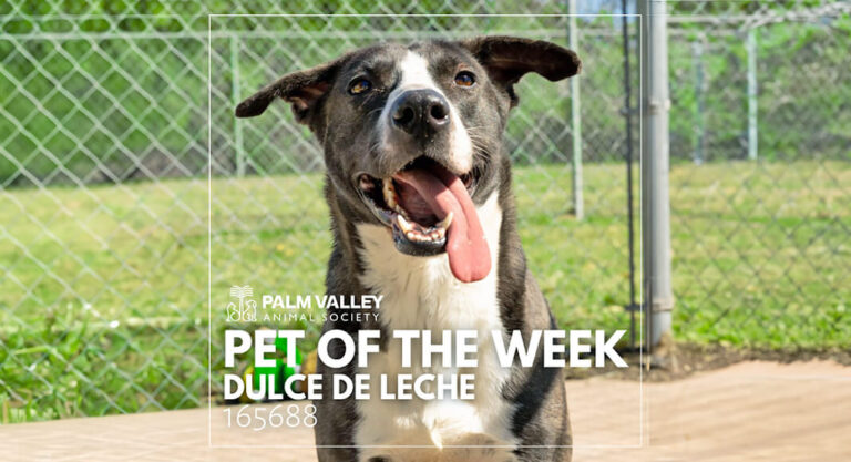 Palm Valley Animal Society Pet of the Week: Dulce
