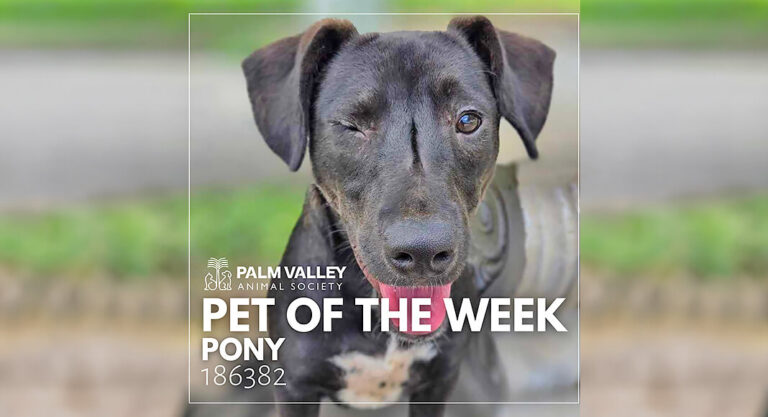 Palm Valley Animal Society Pet of the Week: Pony