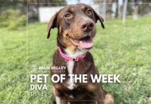 Palm Valley Animal Society Pet of the Week: Diva