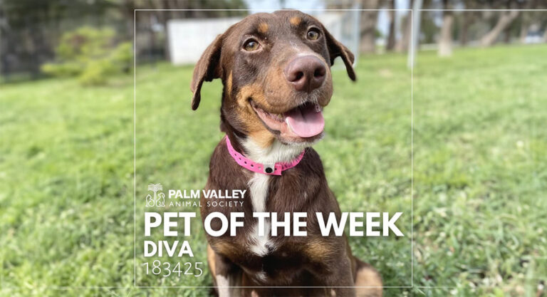 Palm Valley Animal Society Pet of the Week: Diva