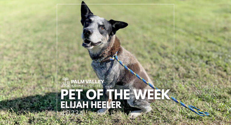 Palm Valley Animal Society Pet of the Week: Elijah Heeler