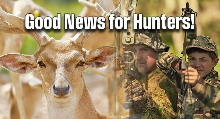White-tailed Deer Population Looks Strong Ahead of Archery-Only Season