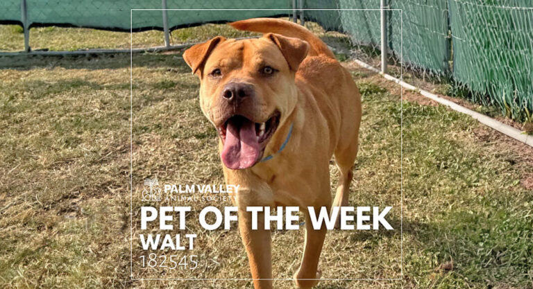 Palm Valley Animal Society Pet of the Week: Walt