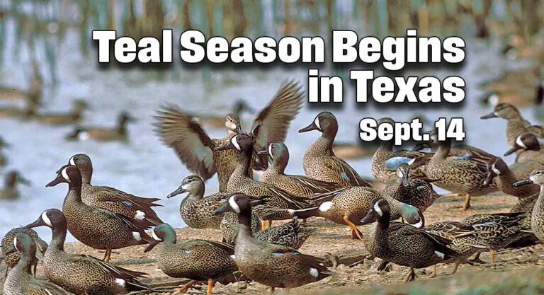 Teal Season Begins in Texas Sept. 14