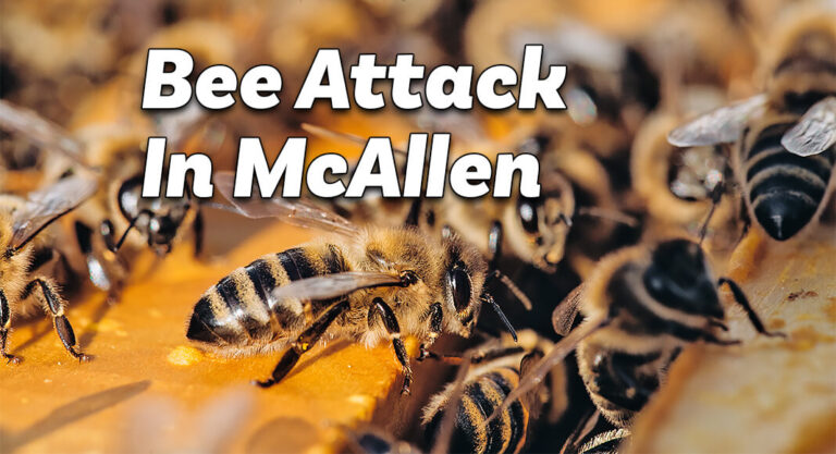 Bee Attack in McAllen