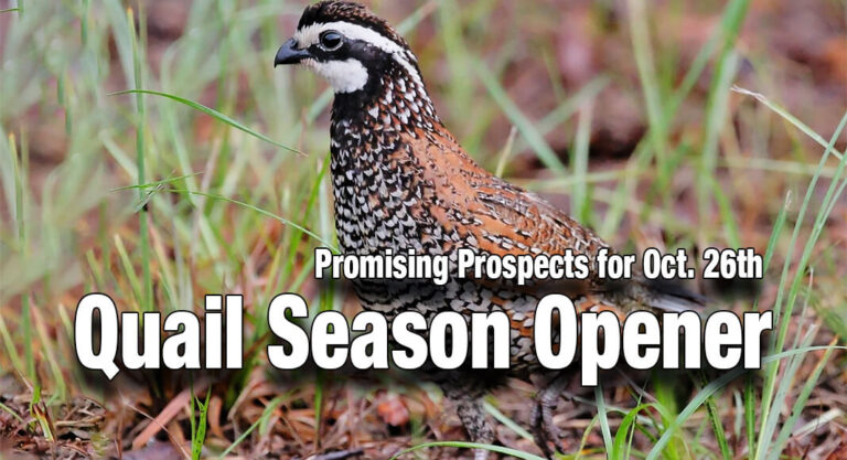 Quail Surveys Indicate Promising Prospects for Oct. 26 Season Opener