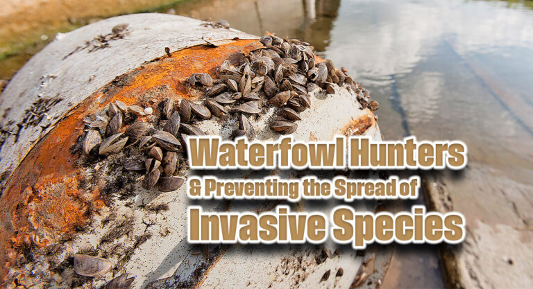 Waterfowl Hunters Play a Critical Part in Preventing the Spread of Invasive Species