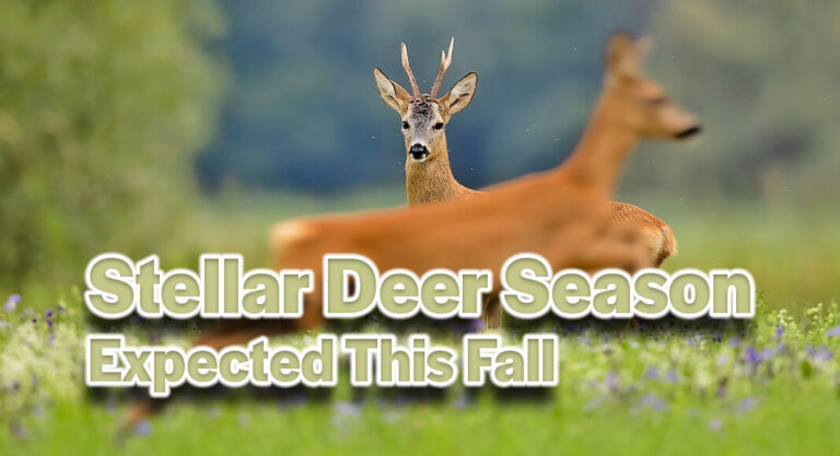 Stellar Deer Season Expected This Fall