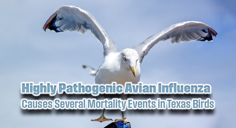Highly Pathogenic Avian Influenza Causes Several Mortality Events in Texas Birds 