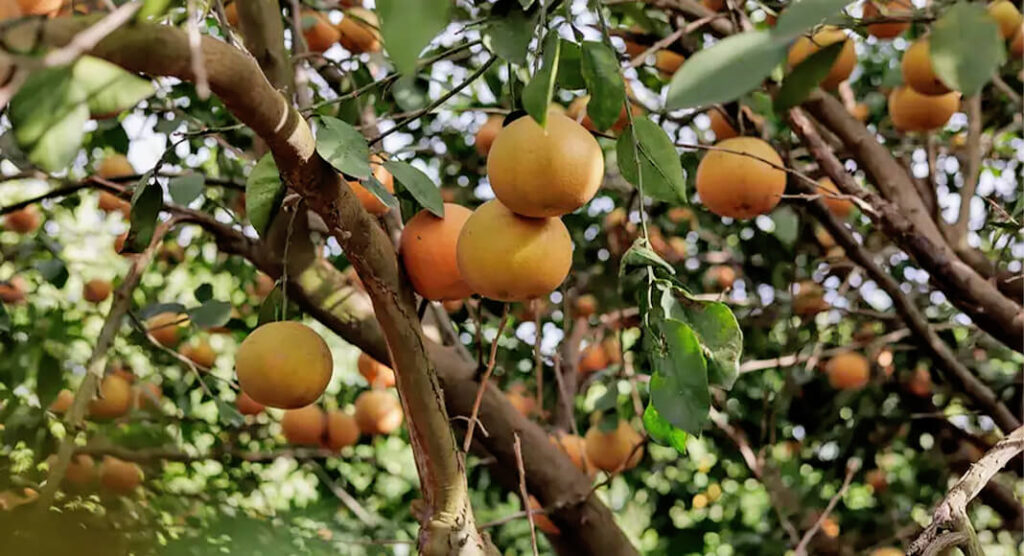 Grapefruit trees at Lone Star Citrus Growers groves in Mission on Dec. 16. A pair of natural disasters — including Winter Storm Uri in 2021 — and a lack of water has put the million-dollar citrus industry and regional leaders on edge. Photo Credit: Michael Gonzalez for The Texas Tribune