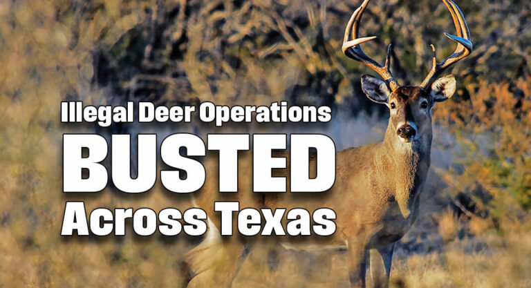 Texas Game Wardens Bust Illegal Deer Operations Across the State