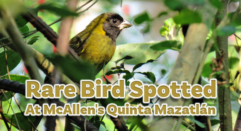 Rare Bird Spotted at McAllen’s Quinta Mazatlán