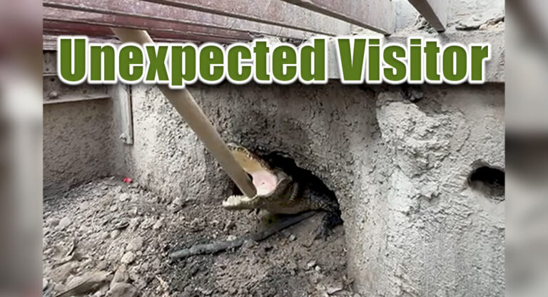 Update: Alligator Discovered in Weslaco Storm Drain